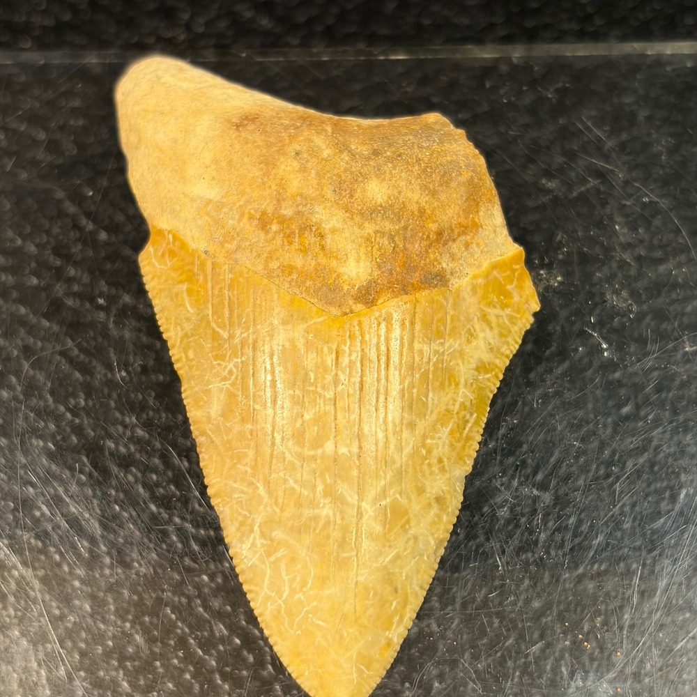 Fossil Megalodon Shark Tooth Tan Yellow Serrated Carcharocles Megalodon 2 Inch